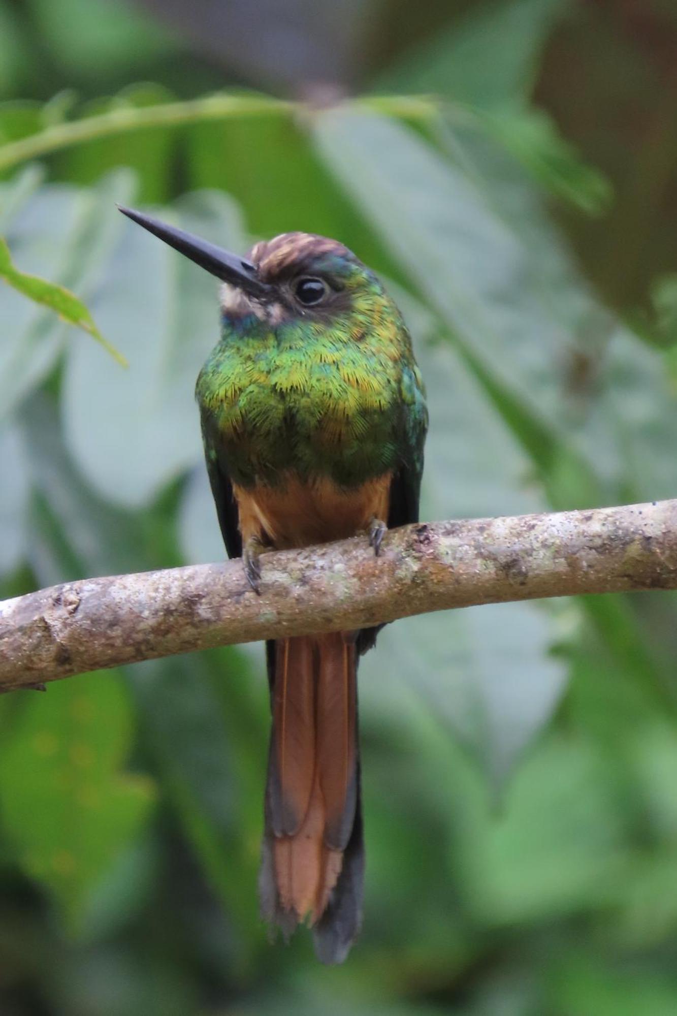 Hospedaje Y Tours Reina Arriera Amazonas Colombia Macedonia Екстериор снимка